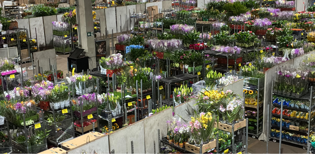 Operação de comercialização de plantas e flores